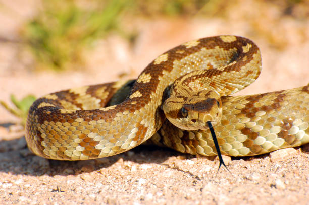 Blacktail Rattlesnake Coiled to Strike 2 Blacktail rattlesnake found near Lechuguilla Springs in New Mexico. desert snake stock pictures, royalty-free photos & images