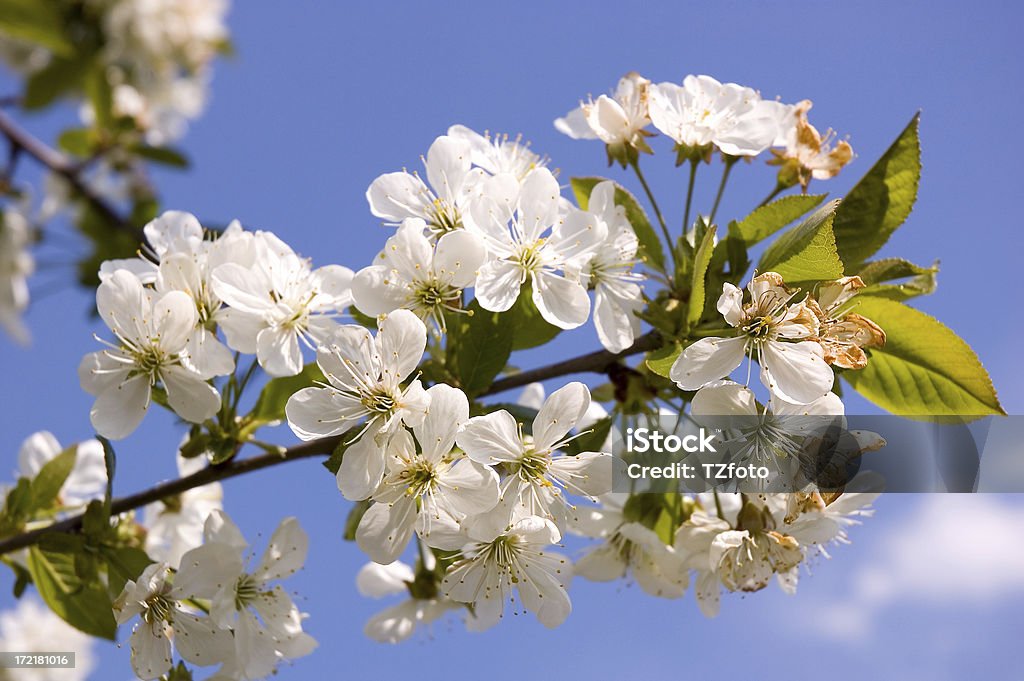 Flores brancas - Royalty-free Alperceiro Foto de stock