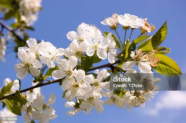 Flores Brancas - Fotografias de stock e mais imagens de Alperceiro - Alperceiro, Ameixieira, Ao Ar Livre