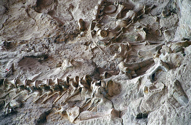 Dinosaur Excavation Numerous dinosaur bones lying partially excavated. animal bone stock pictures, royalty-free photos & images