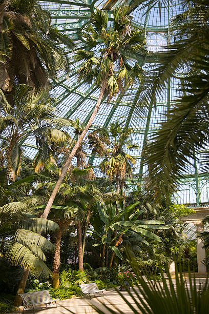 istock Tropical greenhouse interior with palm trees 172181197