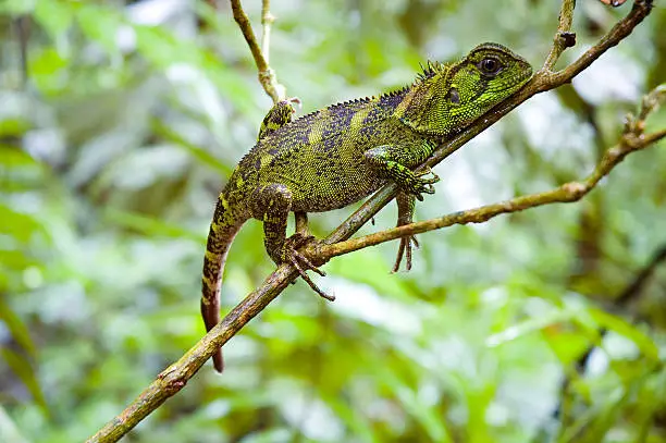 Photo of Amazon Forest Dragon