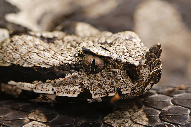 istock Eye of the Viper 172181260