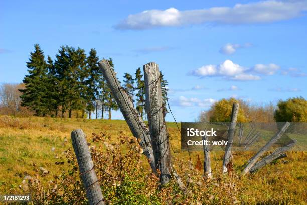 Vecchio Robusto Parete - Fotografie stock e altre immagini di Abbandonato - Abbandonato, Albero, Alberta