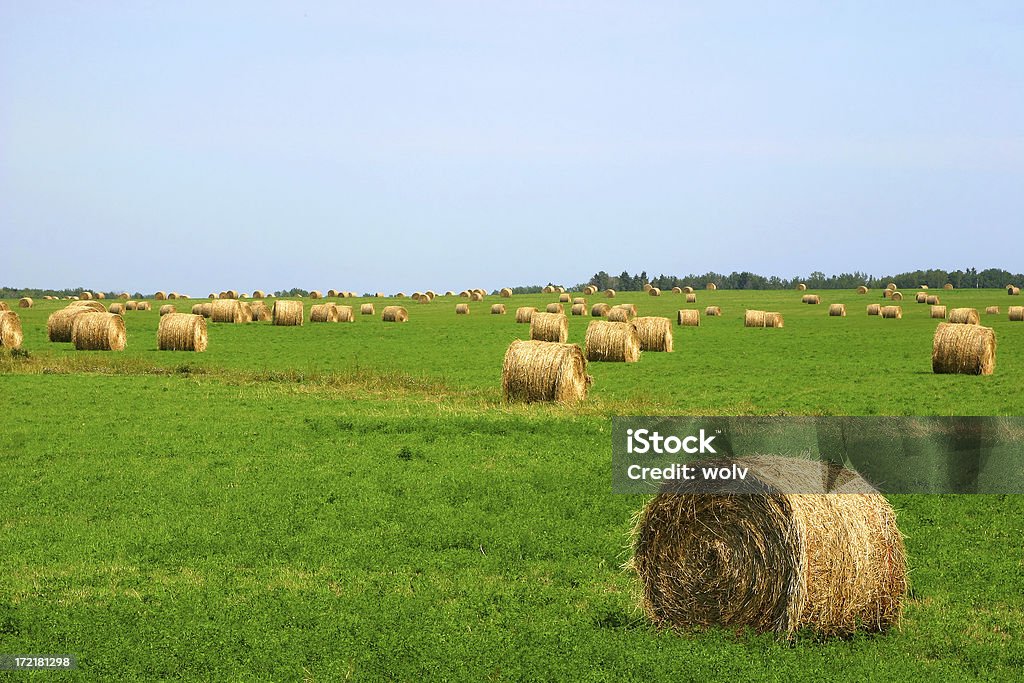 Erntezeit - Lizenzfrei Agrarbetrieb Stock-Foto