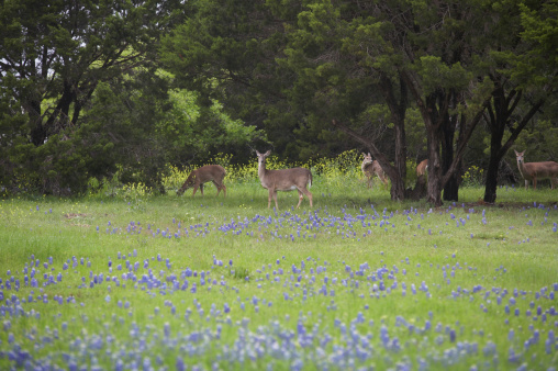 A herd of deer stands behind a field of bluebonnets.