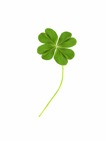 Green clover leaf isolated on white background. with three-leaved shamrocks. St. Patrick's day holiday symbol.