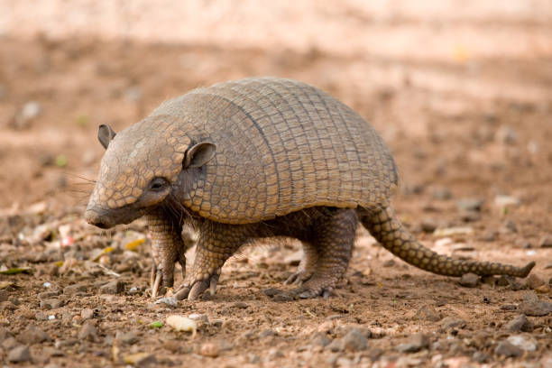 Close-up photo of an ambling, brown armadillo "A six-banded armadillo in pantanal, brazil" armadillo stock pictures, royalty-free photos & images