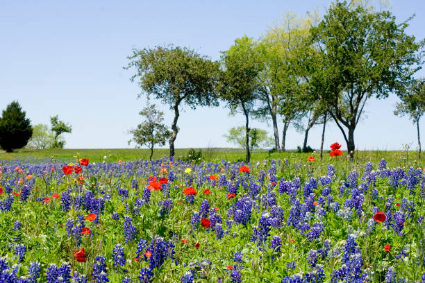 istock bluebonnet and poppy field 172181575