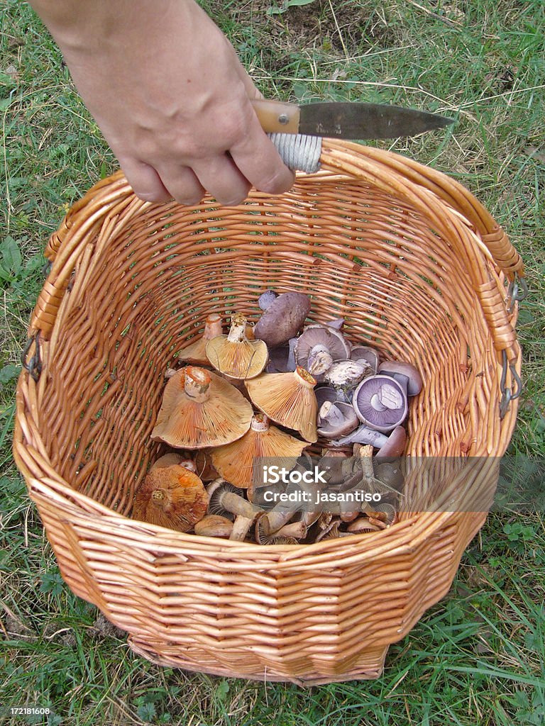 Korb mit Pilz - Lizenzfrei Braun Stock-Foto