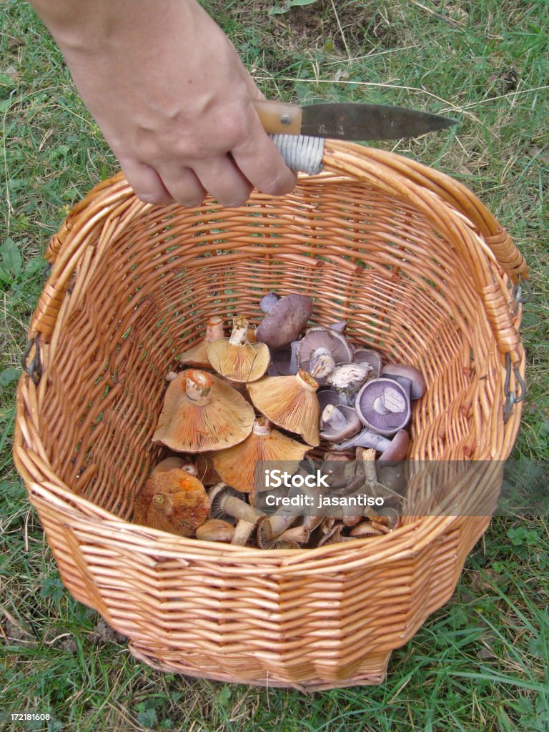 Panier de champignons - Photo de Aliment libre de droits