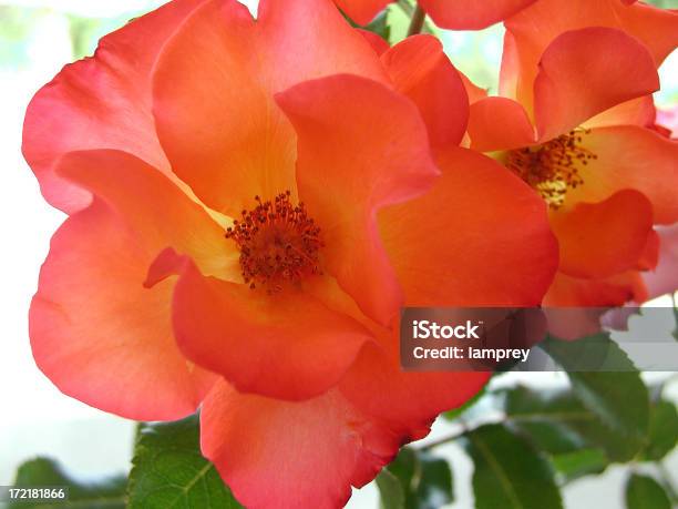 Pluripremiato Rosa - Fotografie stock e altre immagini di Aiuola - Aiuola, Amore, Bellezza