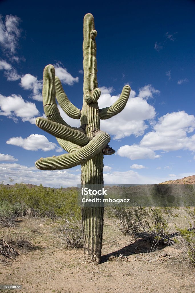 Trenzado Arizona Cactus Saguaro - Foto de stock de Aire libre libre de derechos