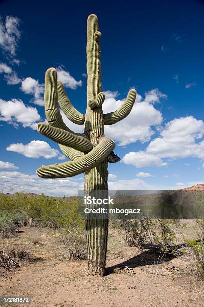 Trenzado Arizona Cactus Saguaro Foto de stock y más banco de imágenes de Aire libre - Aire libre, Ajardinado, Arbusto