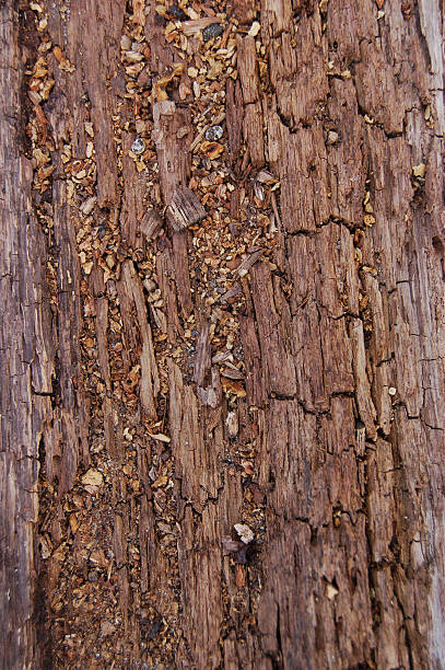 Bark of a Tree stock photo