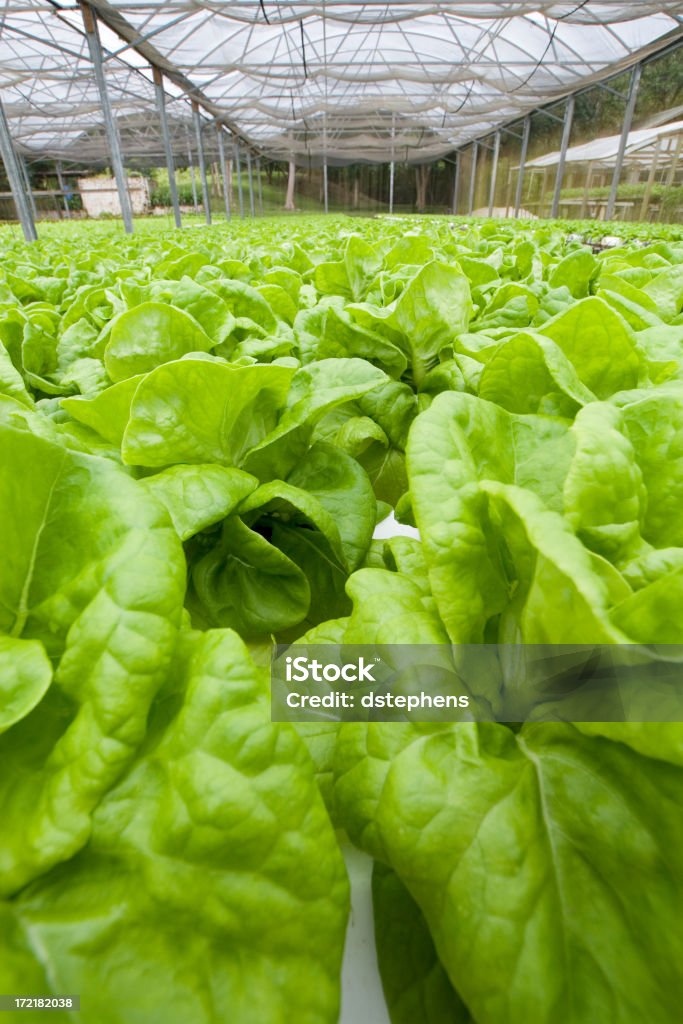 Laitue hydroponique dans une serre - Photo de Agriculture libre de droits