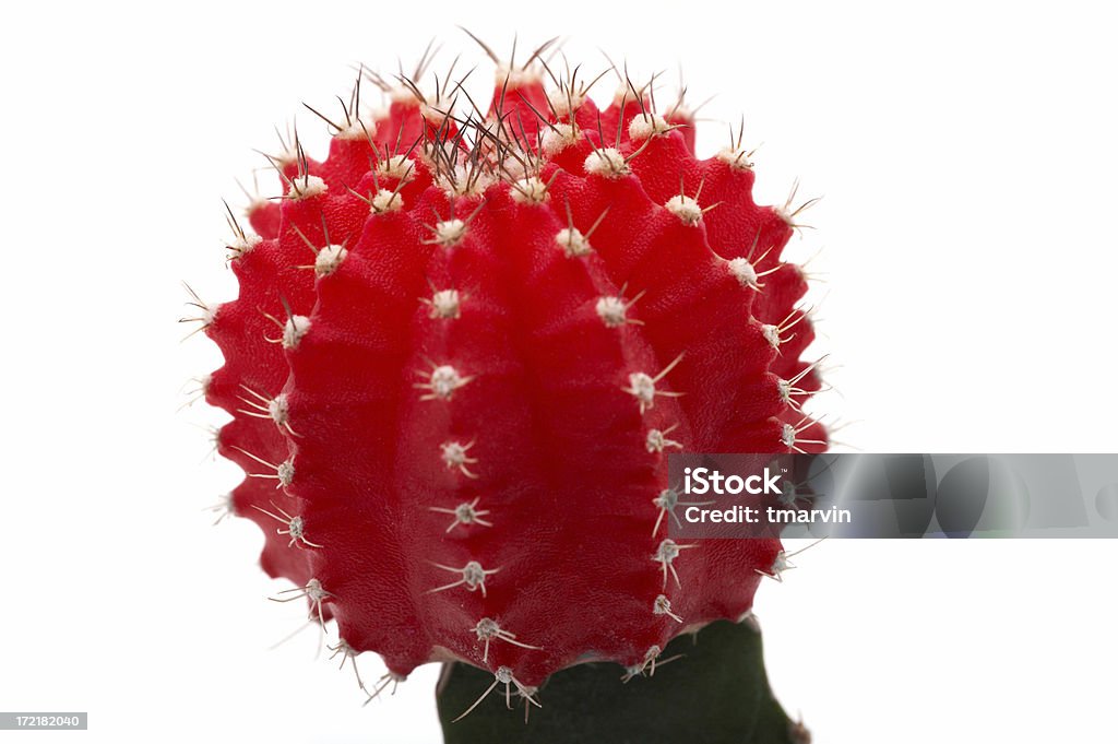 macro di Cactus - Foto stock royalty-free di Albero spoglio