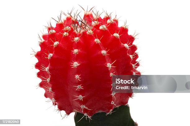 Macro Di Cactus - Fotografie stock e altre immagini di Albero spoglio - Albero spoglio, Cactus, Colore verde