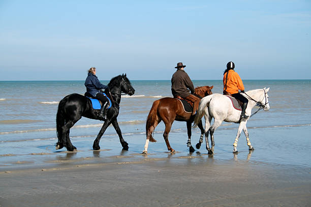 istock Horses on the beach 1 172182045