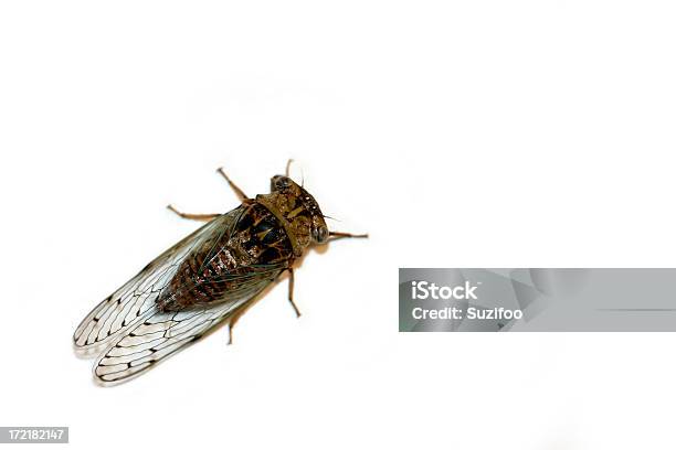 매미 매미에 대한 스톡 사진 및 기타 이미지 - 매미, 0명, 곤충