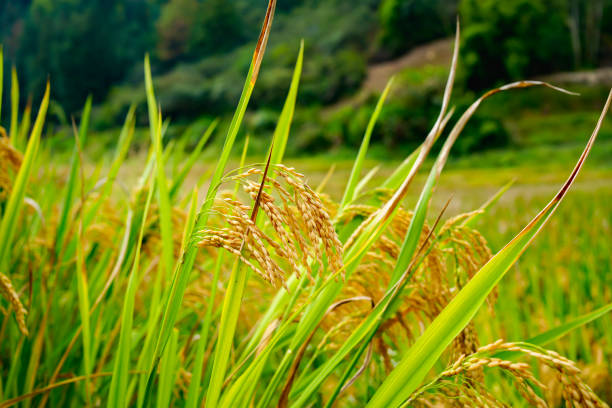 istock Rice ready for harvest on an Arkansas farm 1721822713