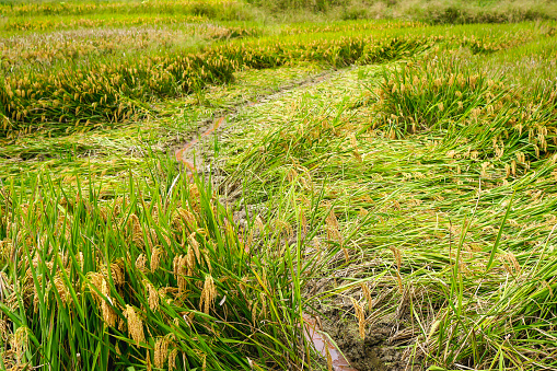 Rice field and ears of rice illuminated by moonlight