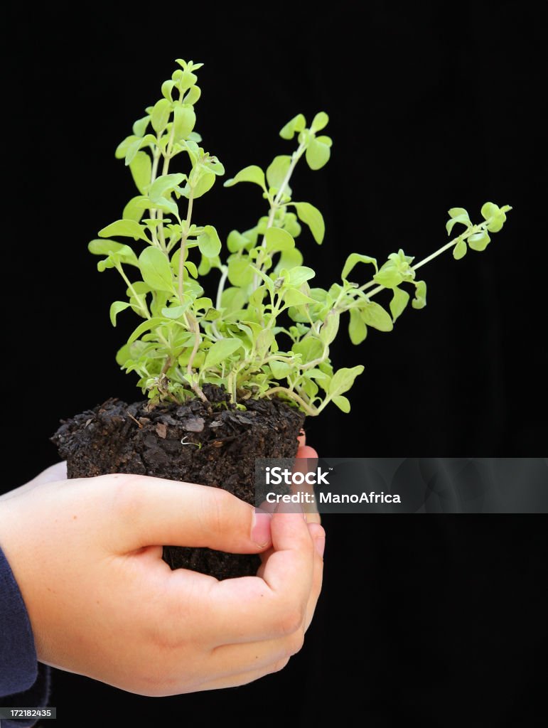 Boy sosteniendo un mejorana plántula - Foto de stock de Agarrar libre de derechos