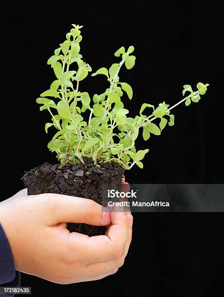 Boy Sosteniendo Un Mejorana Plántula Foto de stock y más banco de imágenes de Agarrar - Agarrar, Agricultura, Aire libre