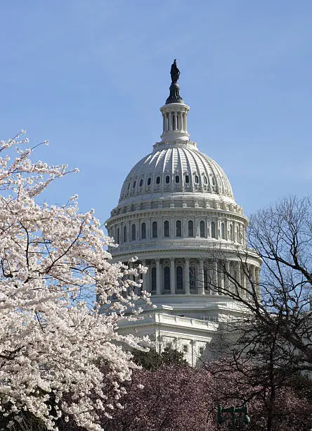 The US Capitol in Cherry Blossom season