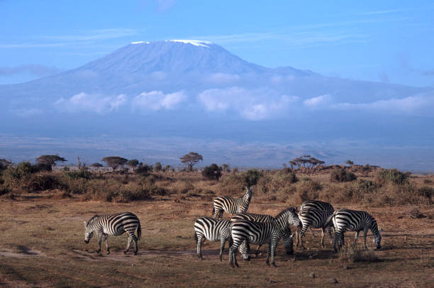 Kilimanjaro with Plains Zebra stock photo