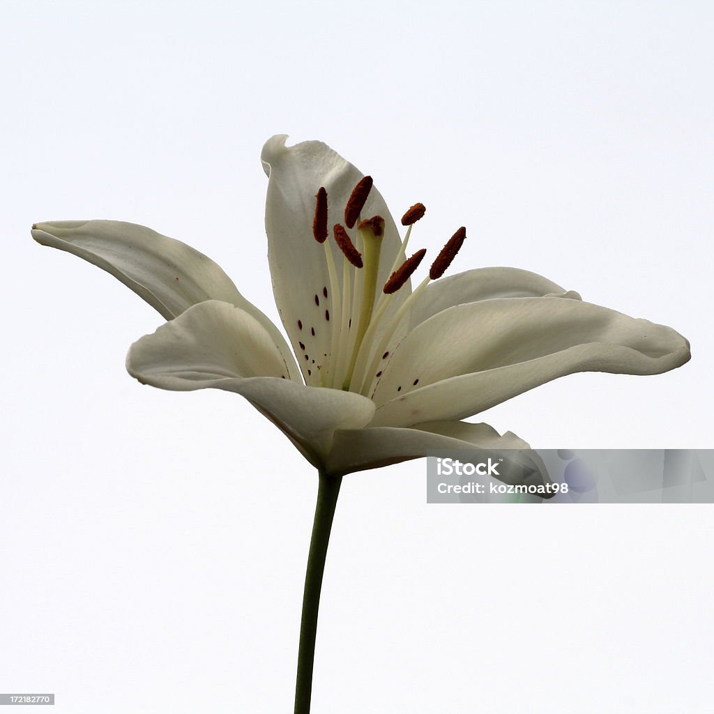 White Lily Closeup of a white lily with a plain background. Lily Stock Photo