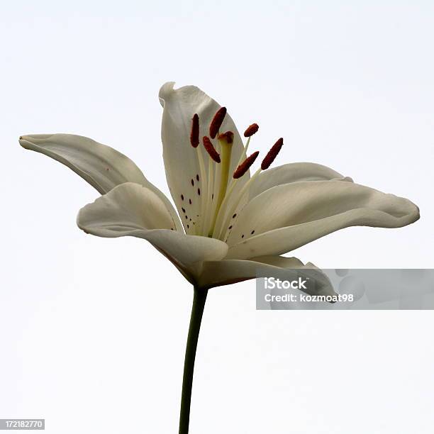 White Lily Stock Photo - Download Image Now - Lily, Stamen, Close-up