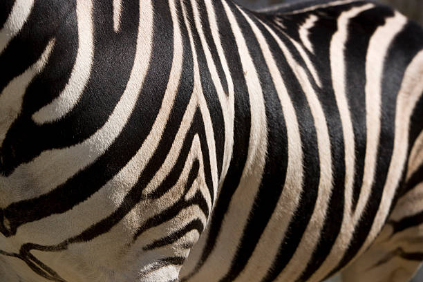 Zebra Haut Wohnzimmer – Foto