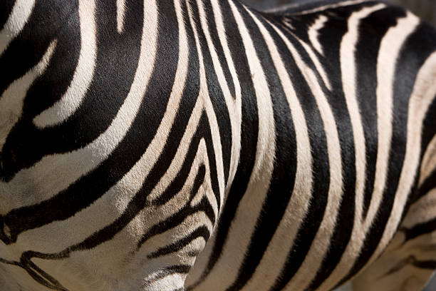 Living Zebra Skin stock photo