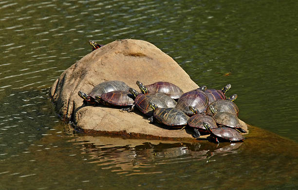 Painted Turtles stock photo