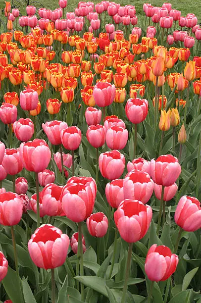 Photo of Tulips In Spring