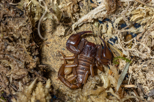 Euscorpius is a genus of scorpions, commonly called small wood-scorpions. It presently contains 65 species and is the type genus of the family Euscorpiidae â long included in the Chactidae and the subfamily Euscorpiinae.