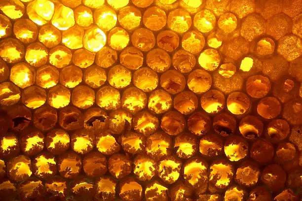 Close up of a honeycomb