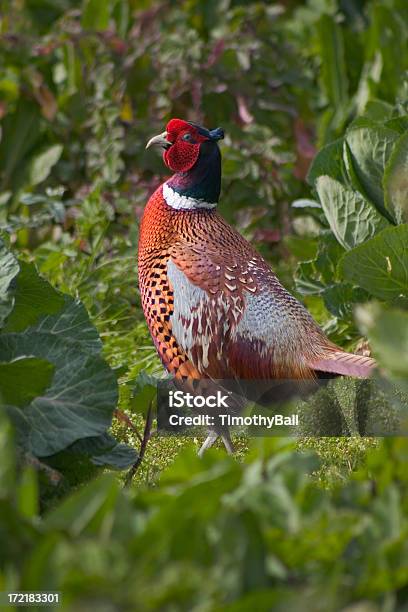 Pheasantly Pizzicare Le Corde Di Ii - Fotografie stock e altre immagini di Fauna selvatica - Fauna selvatica, Siepe, Animale