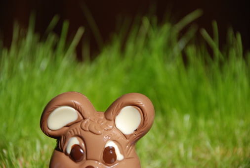 curious chocolate Easter bunny