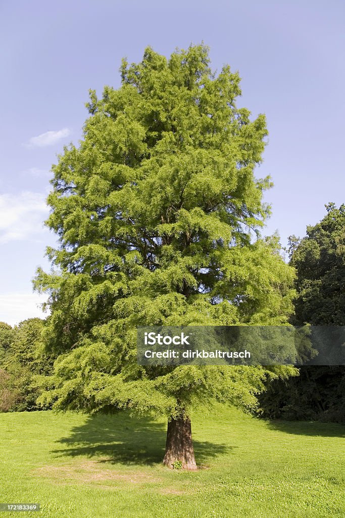 mighty bald cypress - Royalty-free Moerascipres Stockfoto