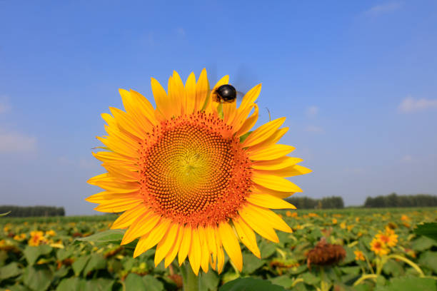 Sunflowers on a farm, China