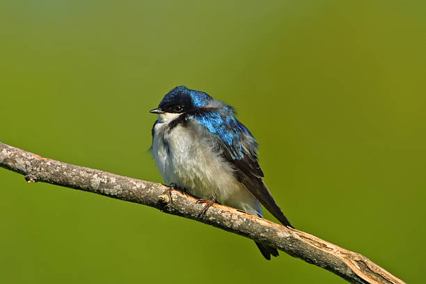 Tree Swallow (Male) stock photo