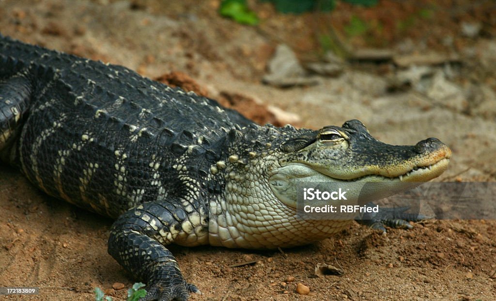 gator - Royalty-free Animal Foto de stock
