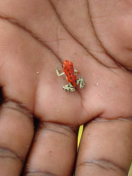 rana rosso - red frog foto e immagini stock