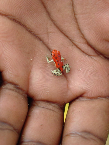 A little red frog in the palm of a hand