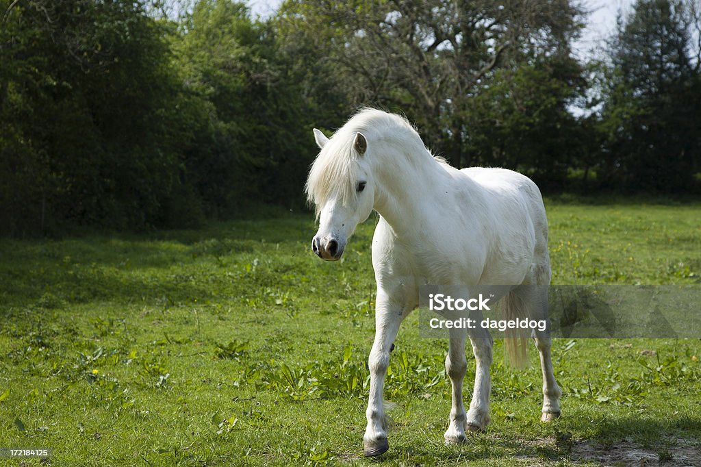Biały pony - Zbiór zdjęć royalty-free (Anglia)