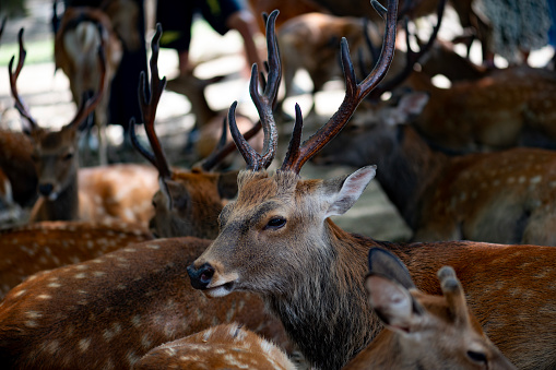 Nara is famous for its deer which are friendly and are everywhere in the city centre. The tourists feed them and pet them.