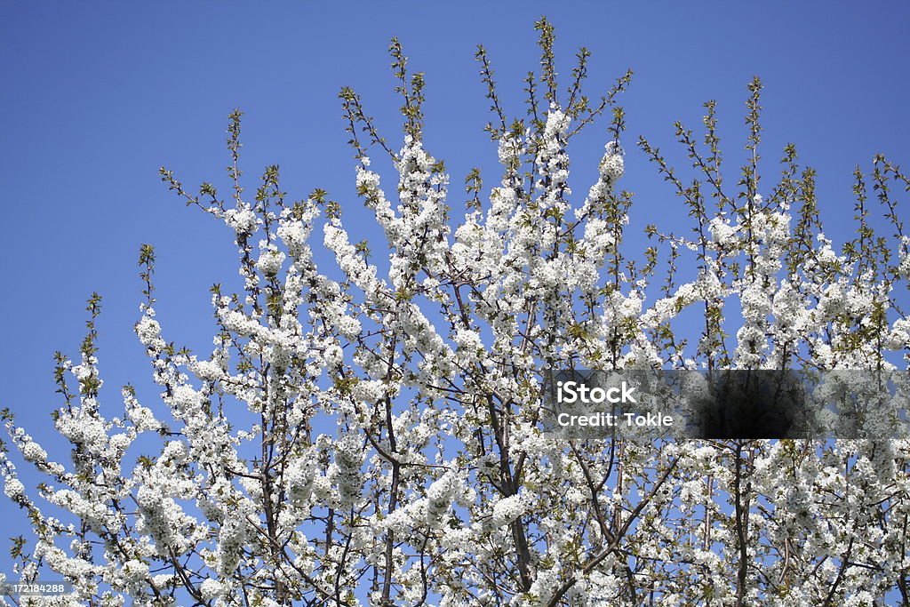 Chervil im Frühling 2 - Lizenzfrei Ast - Pflanzenbestandteil Stock-Foto