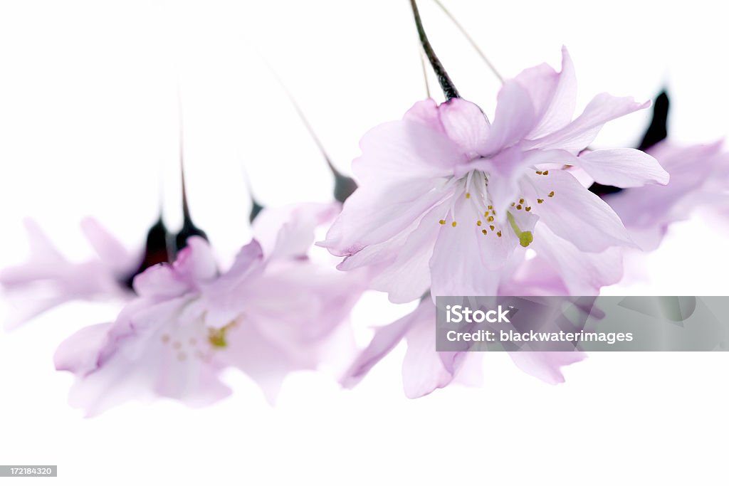 Cerezos en flor - Foto de stock de Cultura japonesa libre de derechos